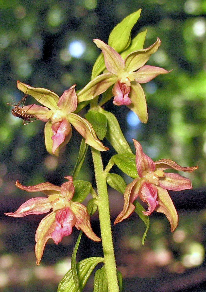 Elleborine